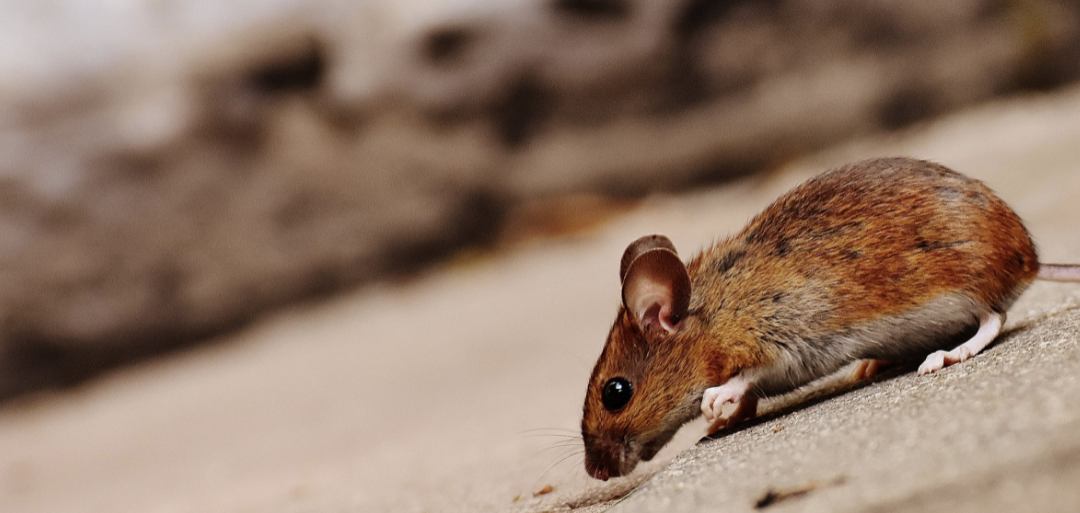ホールフーズで肉を食べるねずみを発見 ティックトックで動画が拡散 マンハッタン ニューヨークで生活する人のための情報サイト Nyjapion Com